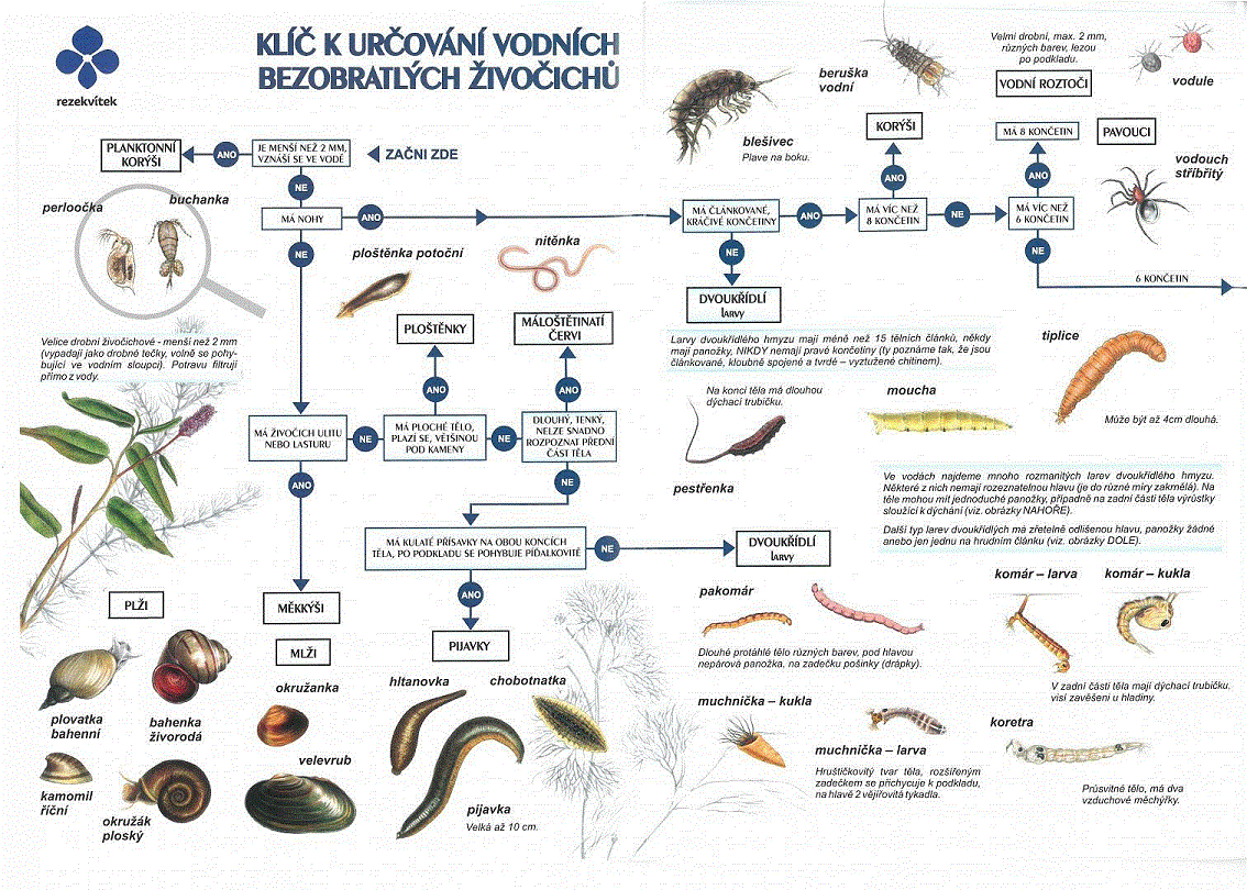 kl na urovn vodnch bezobratlch